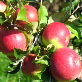 Яблоня Уэлси (Malus domestica 'Wealthy')