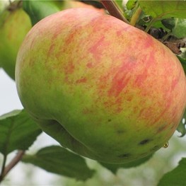 Яблоня Штрейфлинг (Malus domestica 'Streifling')