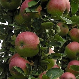 Яблоня колоновидная Арбат (Malus domestica 'Arbat')