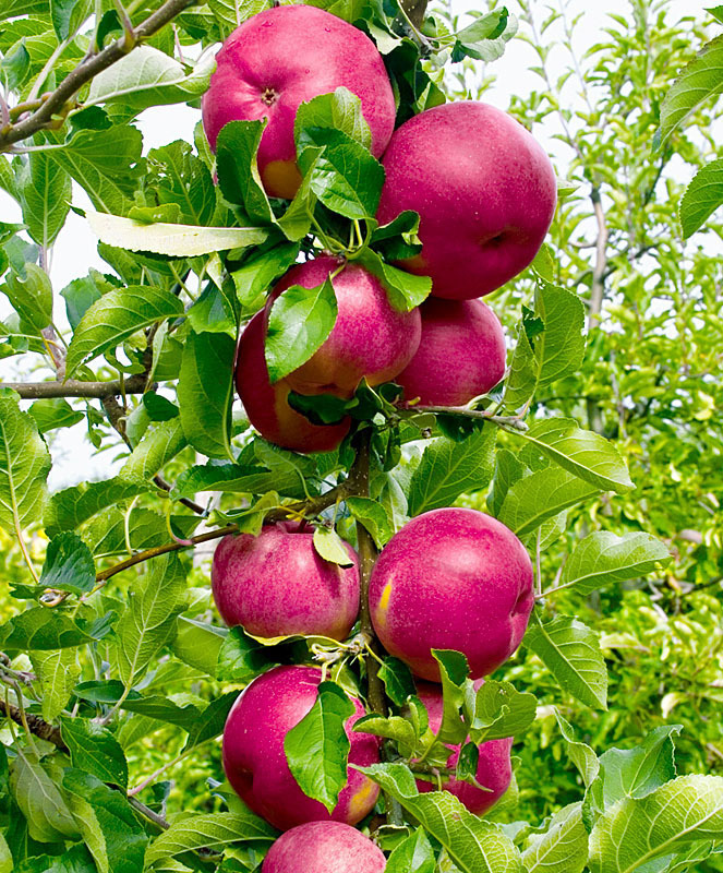 Яблоня колоновидная Джин (Malus domestica 'Dzjin')