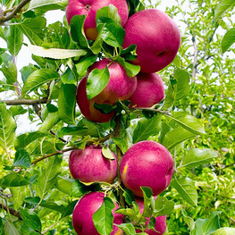 Яблоня колоновидная Джин (Malus domestica 'Dzjin')