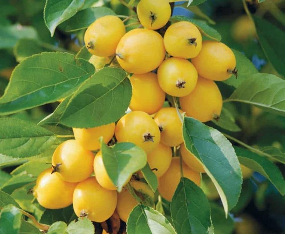 Яблоня колоновидная Китайка золотая ранняя (Malus domestica 'Kitayka Zolotaya Rannyaya')