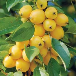 Яблоня колоновидная Китайка золотая ранняя (Malus domestica 'Kitayka Zolotaya Rannyaya')