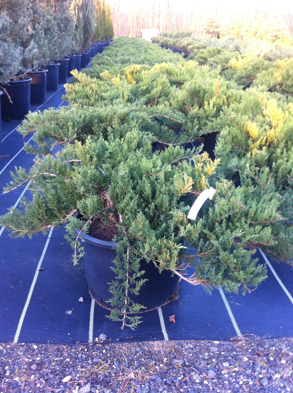 Можжевельник казацкий Блю Дануб (Juniperus sabina 'Blue Danube')