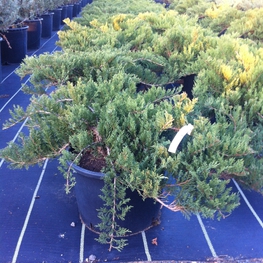 Можжевельник казацкий Блю Дануб (Juniperus sabina 'Blue Danube')