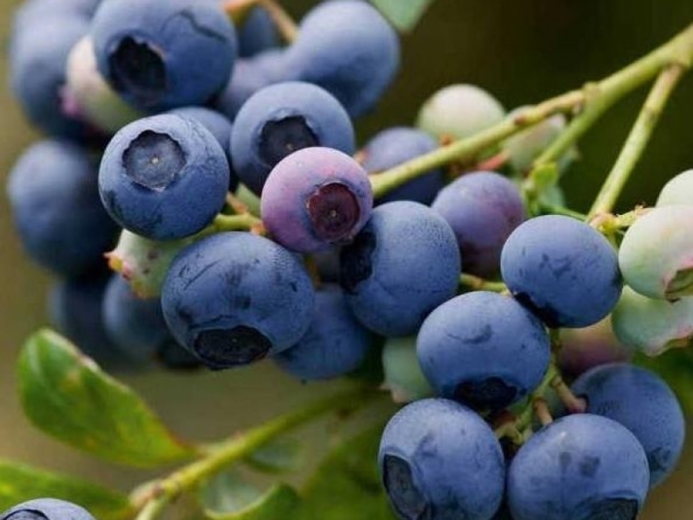 Голубика Эрлиблю (Vaccinium corymbosum 'Earliblue')