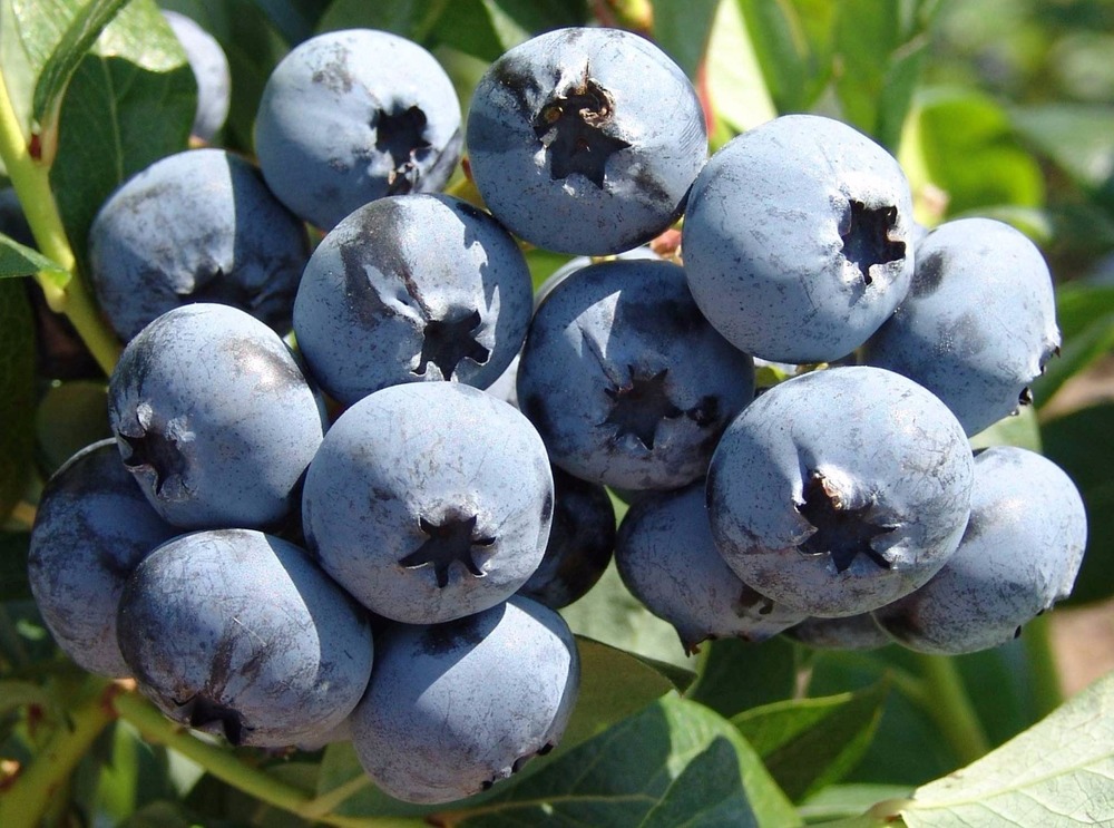 Голубика Чандлер (Vaccinium corymbosum 'Chandler')