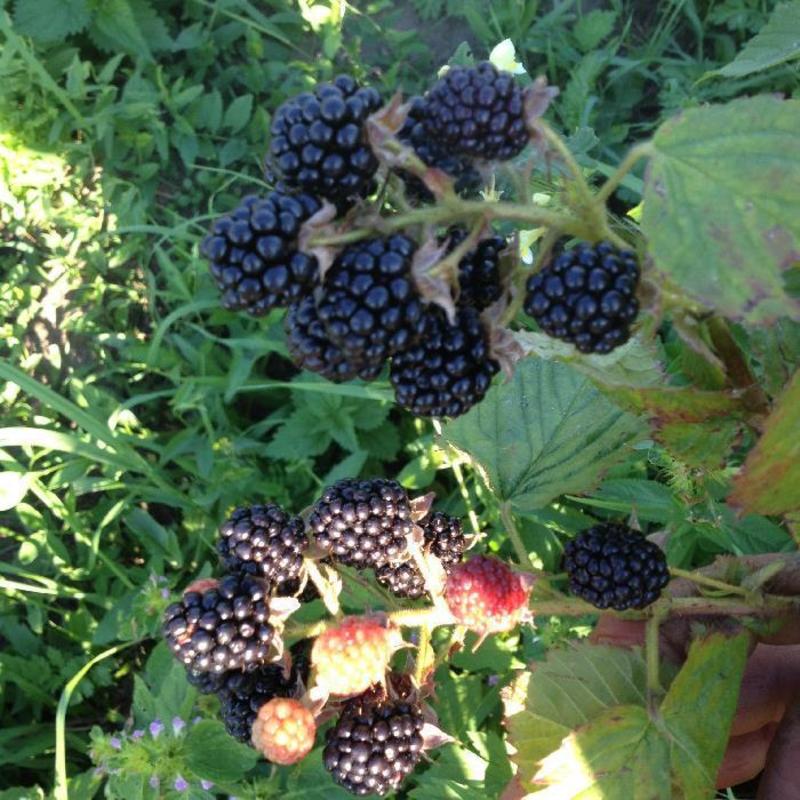 Ежевика Агавам (Rubus fruticosus 'Agawam')