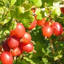Крыжовник Машека (Ribes uva-crispa 'Masheka')