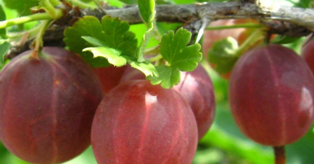 Крыжовник Раволт (Ribes uva-crispa 'Ravolt')