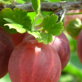 Крыжовник Раволт (Ribes uva-crispa 'Ravolt')