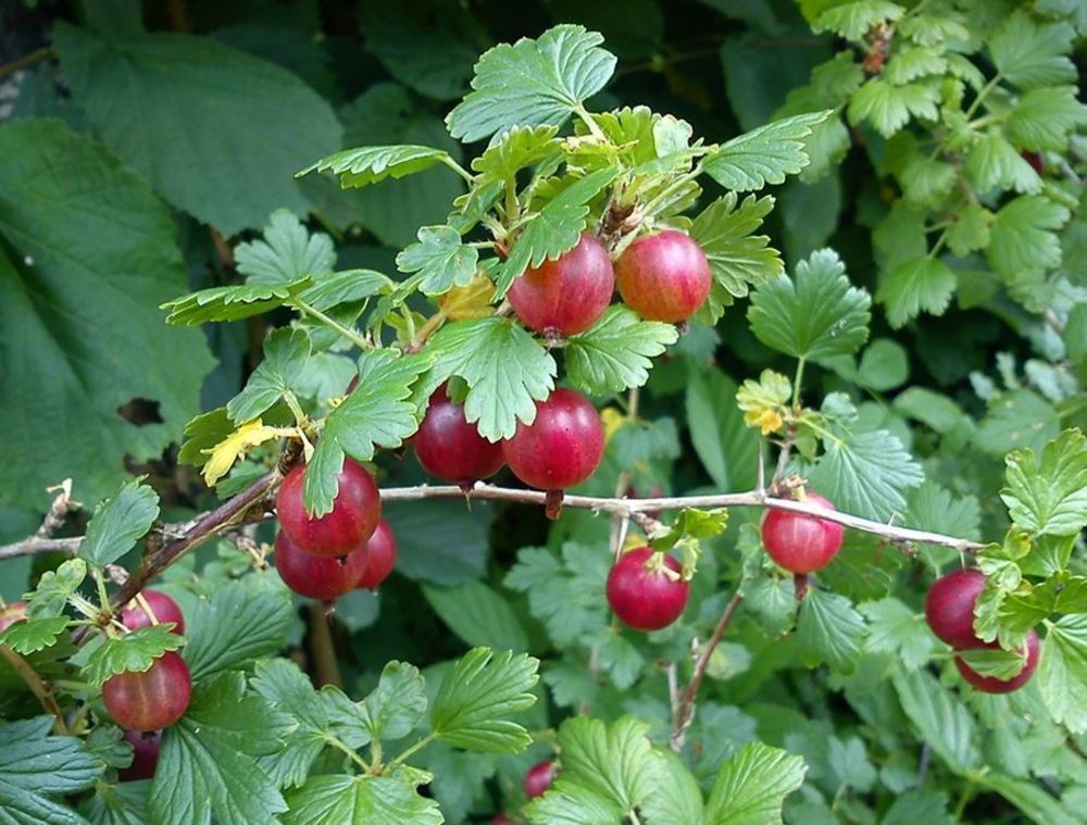 Крыжовник Щедрый (Ribes uva-crispa 'Schedriy')