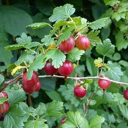 Крыжовник Щедрый (Ribes uva-crispa 'Schedriy')