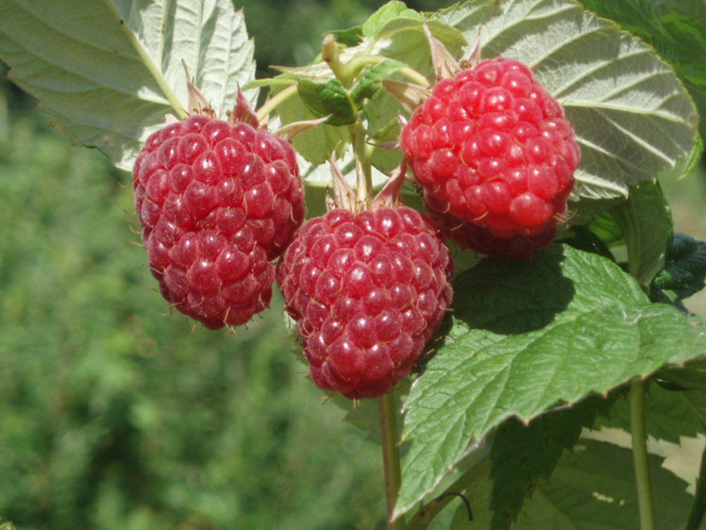 Малина Бальзам (Rubus idaeus 'Balzam')