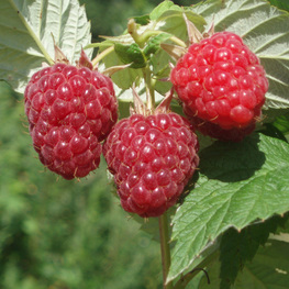 Малина Бальзам (Rubus idaeus 'Balzam')