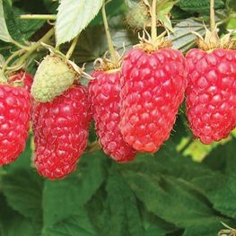 Малина Лячка (Rubus idaeus 'Laszka')