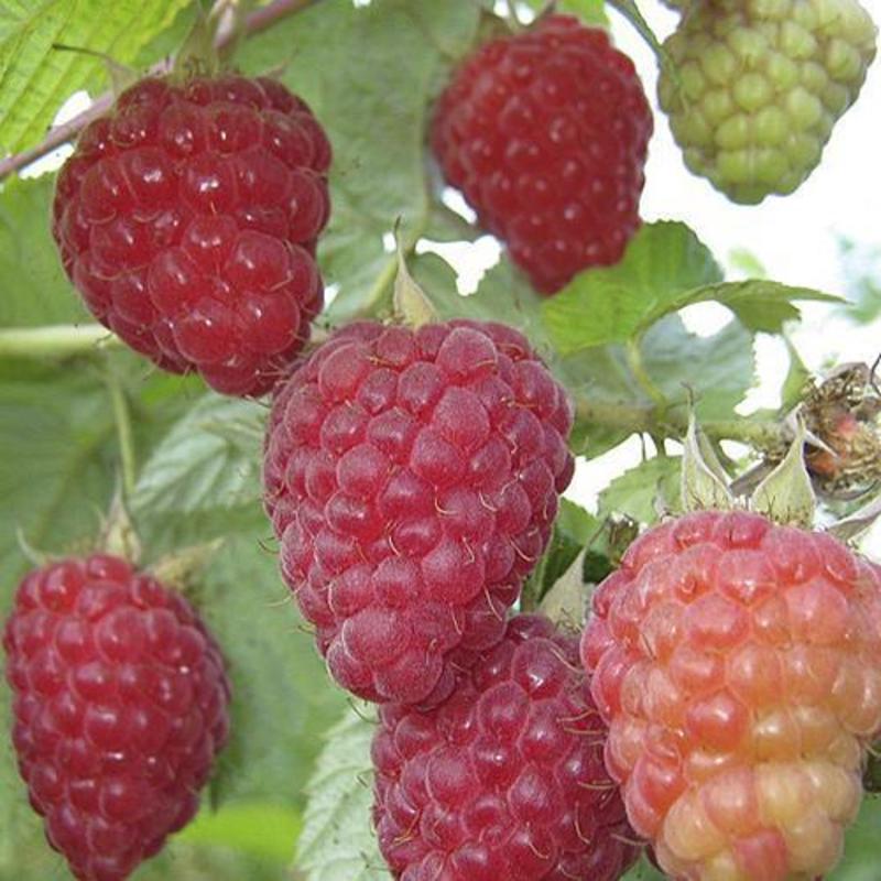 Малина Патриция (Rubus idaeus 'Patritsiya')