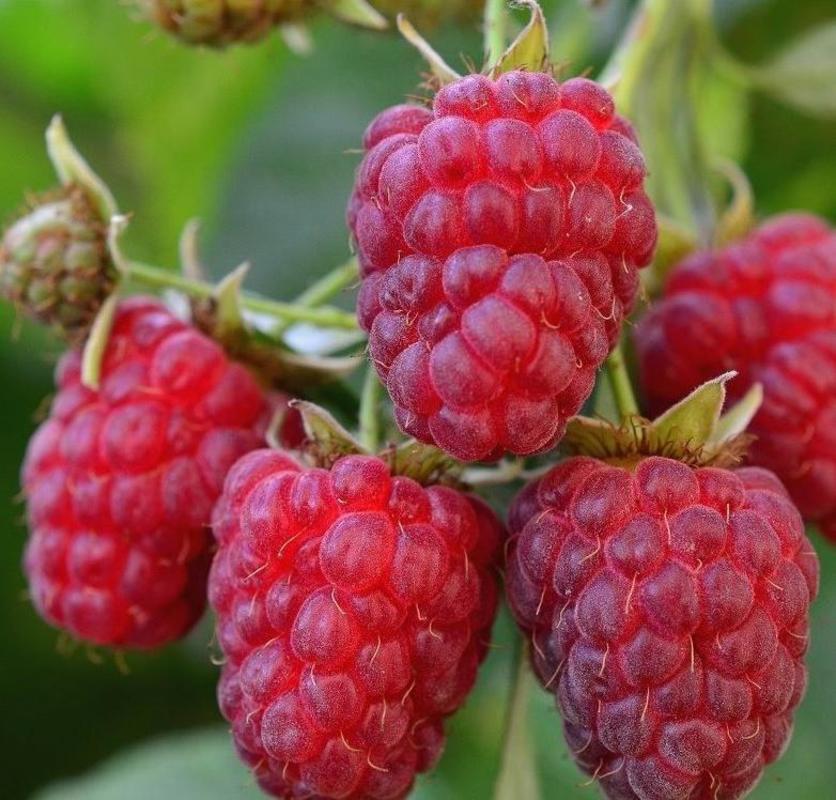 Малина Феномен (Rubus idaeus 'Fenomen')