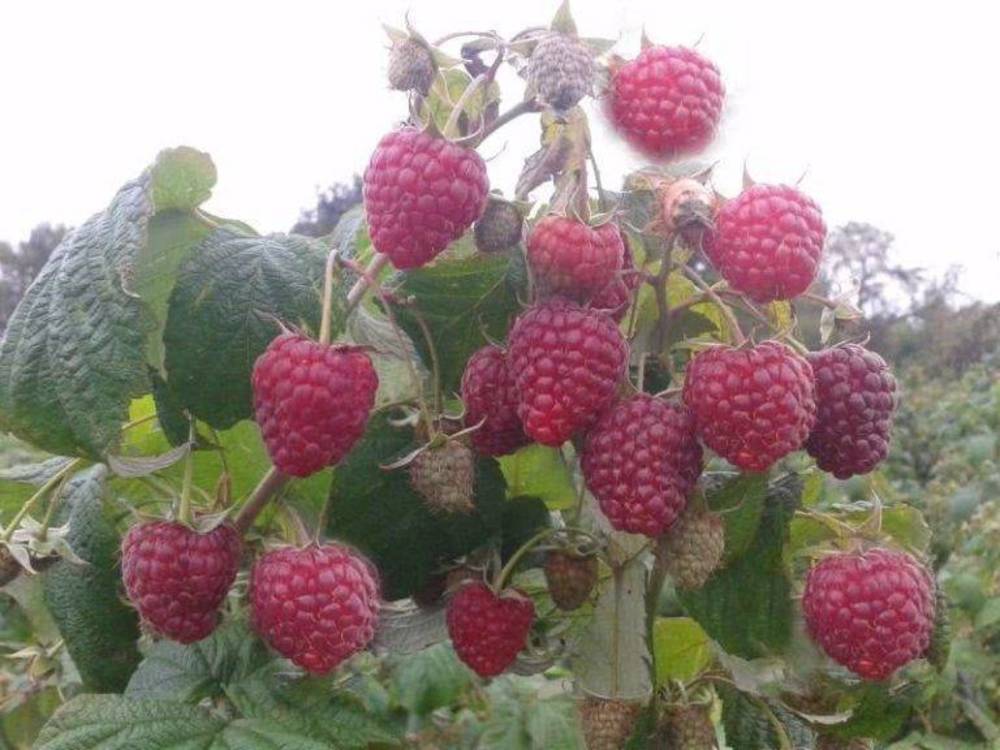 Малина ремонтантная Полка (Rubus idaeus 'Polka')