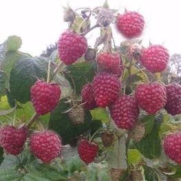 Малина ремонтантная Полка (Rubus idaeus 'Polka')