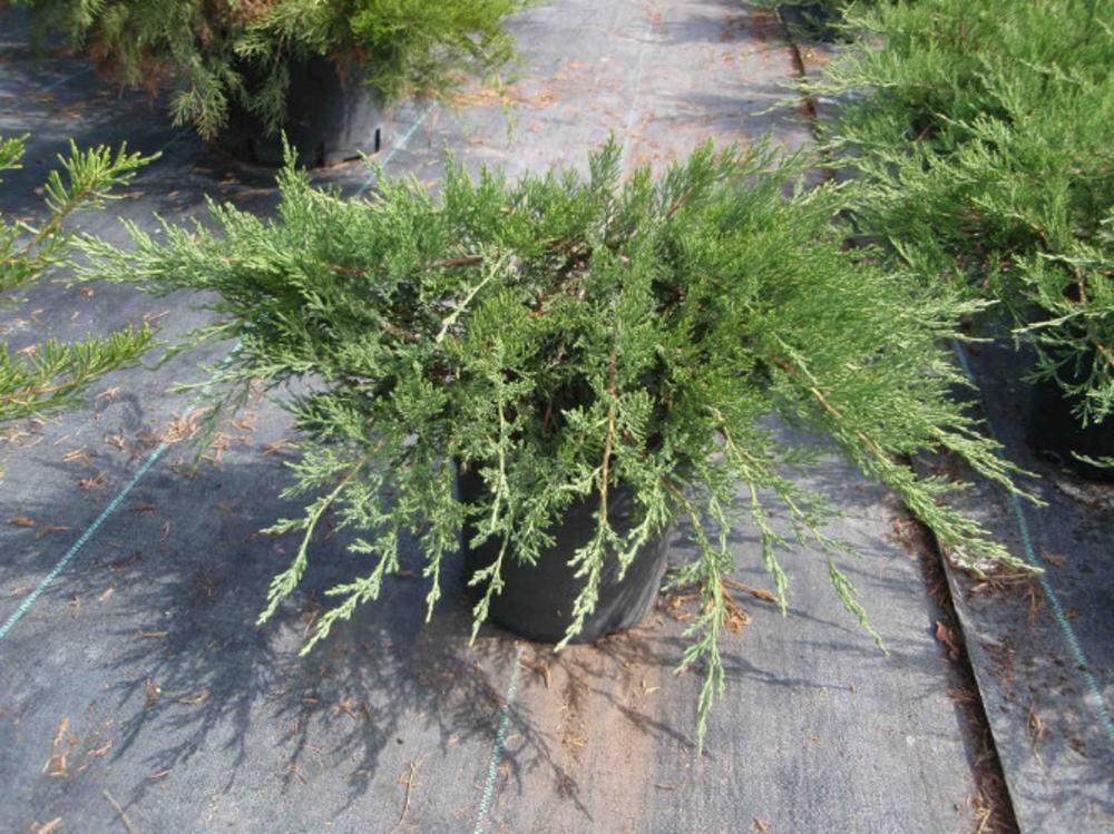 Можжевельник казацкий Рокери Джем (Juniperus sabina 'Rockery Gem')