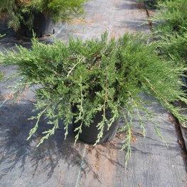 Можжевельник казацкий Рокери Джем (Juniperus sabina 'Rockery Gem')