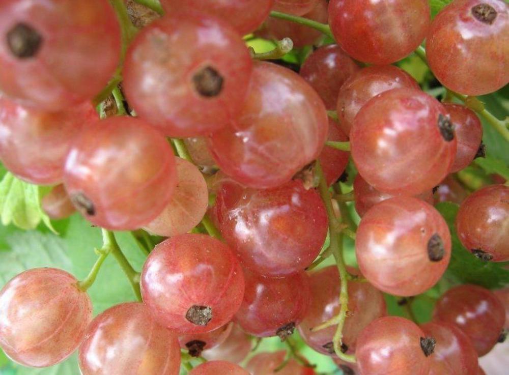 Смородина белая Прыгажуня (Ribes rubrum 'Pryagazhunya')