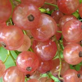 Смородина белая Прыгажуня (Ribes rubrum 'Pryagazhunya')