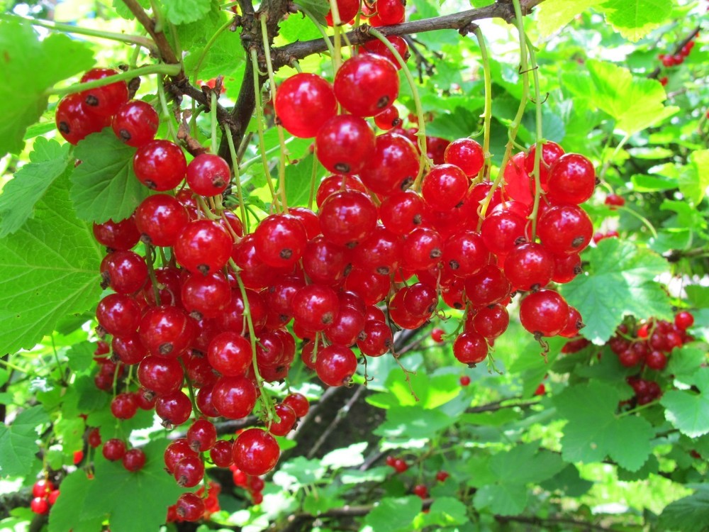 Смородина красная Андрейченко (Ribes rubrum 'Andreychenko')