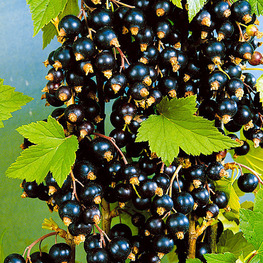 Смородина чёрная Экзотика (Ribes nigrum 'Ekzotika')