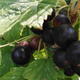 Смородина чёрная Память Вавилова (Ribes nigrum 'Pamyat Vavilova')