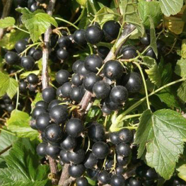 Смородина чёрная Катюша (Ribes nigrum 'Katyusha')