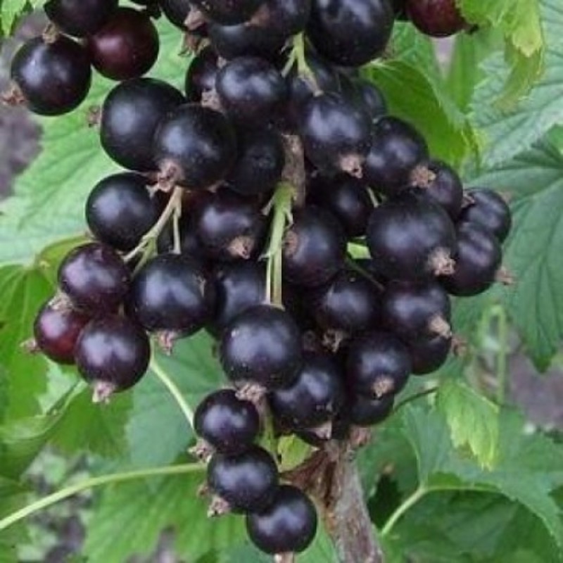 Смородина чёрная Зуша (Ribes nigrum 'Zusha')