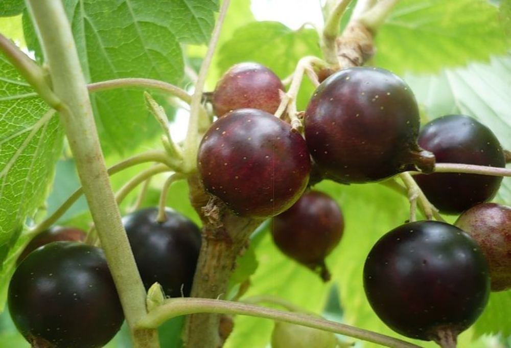Смородина чёрная Добрыня (Ribes nigrum 'Dobrynya')