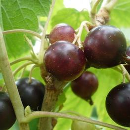 Смородина чёрная Добрыня (Ribes nigrum 'Dobrynya')