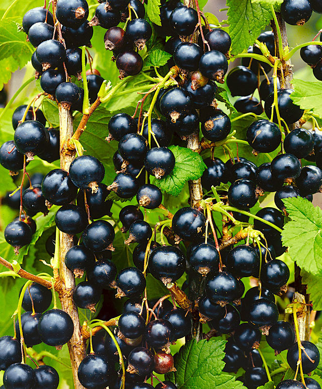 Смородина чёрная Геркулес (Ribes nigrum 'Gerkules')