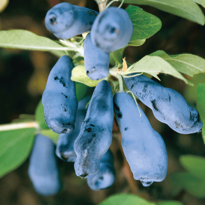 Жимолость съедобная Авача (Lonicera caerulea var. edulis 'Avacha')