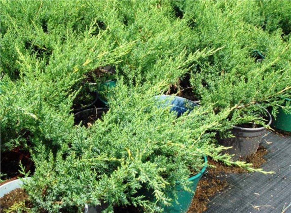 Можжевельник средний Пфитцериана Глаука (Juniperus x pfitzeriana 'Pfitzeriana Glauca')