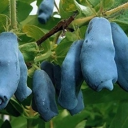 Жимолость съедобная Ленинградский Великан (Lonicera caerulea var. edulis 'Leningradskiy Velikan')