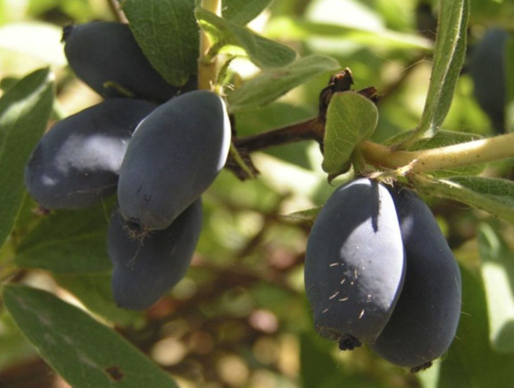 Жимолость съедобная Васильевская (Lonicera caerulea var. edulis 'Vasilyevskaya')