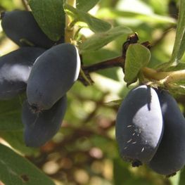 Жимолость съедобная Васильевская (Lonicera caerulea var. edulis 'Vasilyevskaya')