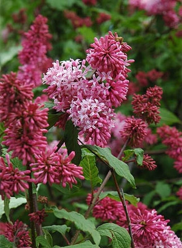 Сирень Престон Ноктюрн (Syringa x prestoniae 'Nocturne')