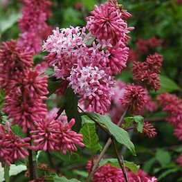 Сирень Престон Ноктюрн (Syringa x prestoniae 'Nocturne')