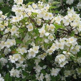 Чубушник Юстинка (Philadelphus 'Justynka')
