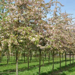 Декоративная яблоня Флорибунда (Malus floribunda)