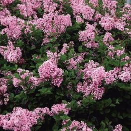 Сирень Мейера Пинк Перфюм (Syringa meyeri 'Pink Perfume')