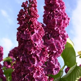 Сирень обыкновенная Андекен ан Людвиг Шпет (Syringa vulgaris 'Andenken an Ludwig Späth')