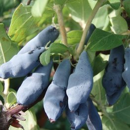 Жимолость съедобная Нимфа (Lonicera edulis 'Nimfa')