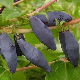 Жимолость съедобная Синяя птица (Lonicera edulis 'Sinjaja Ptica')