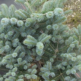Пихта корейская Блю Мэджик (Abies koreana 'Blue Magic')